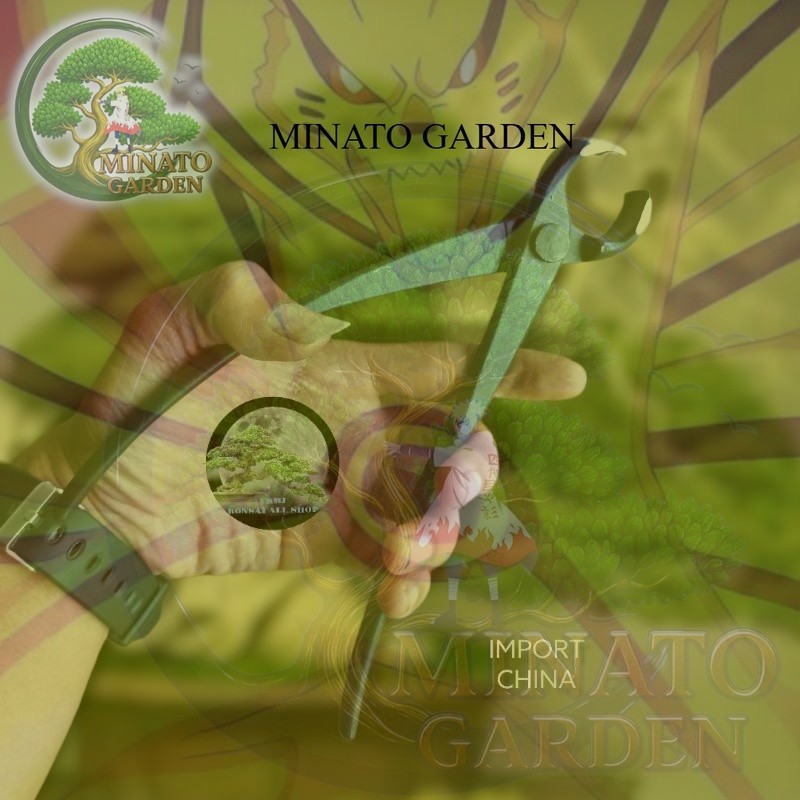 MG - Catok bonsai, krekut bonsai, cutting bonsai import