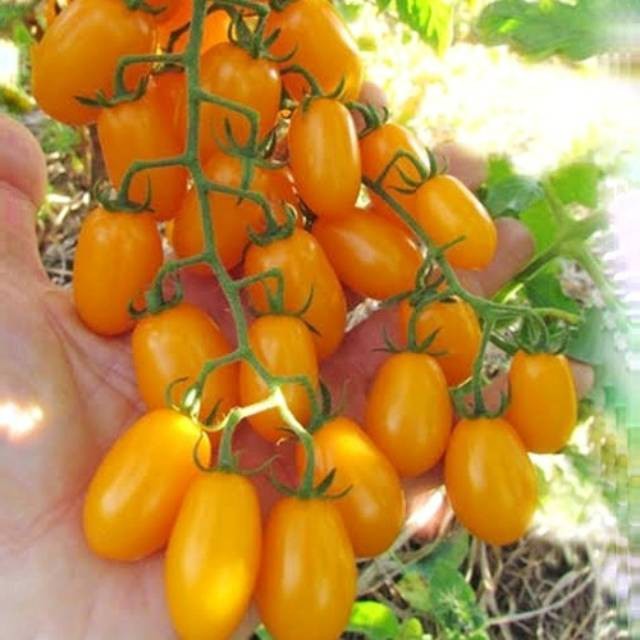 50 Benih Tomat Cherry Kuning Golden Sweet Cerry