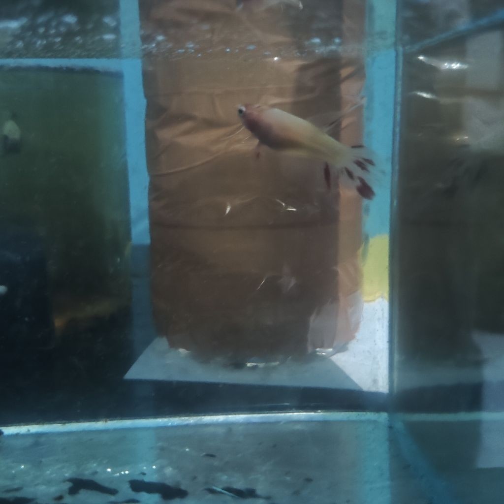 Hiasan Cupang Bahanan Veiltail Armageddon Kualitas Bahanan Top Grade