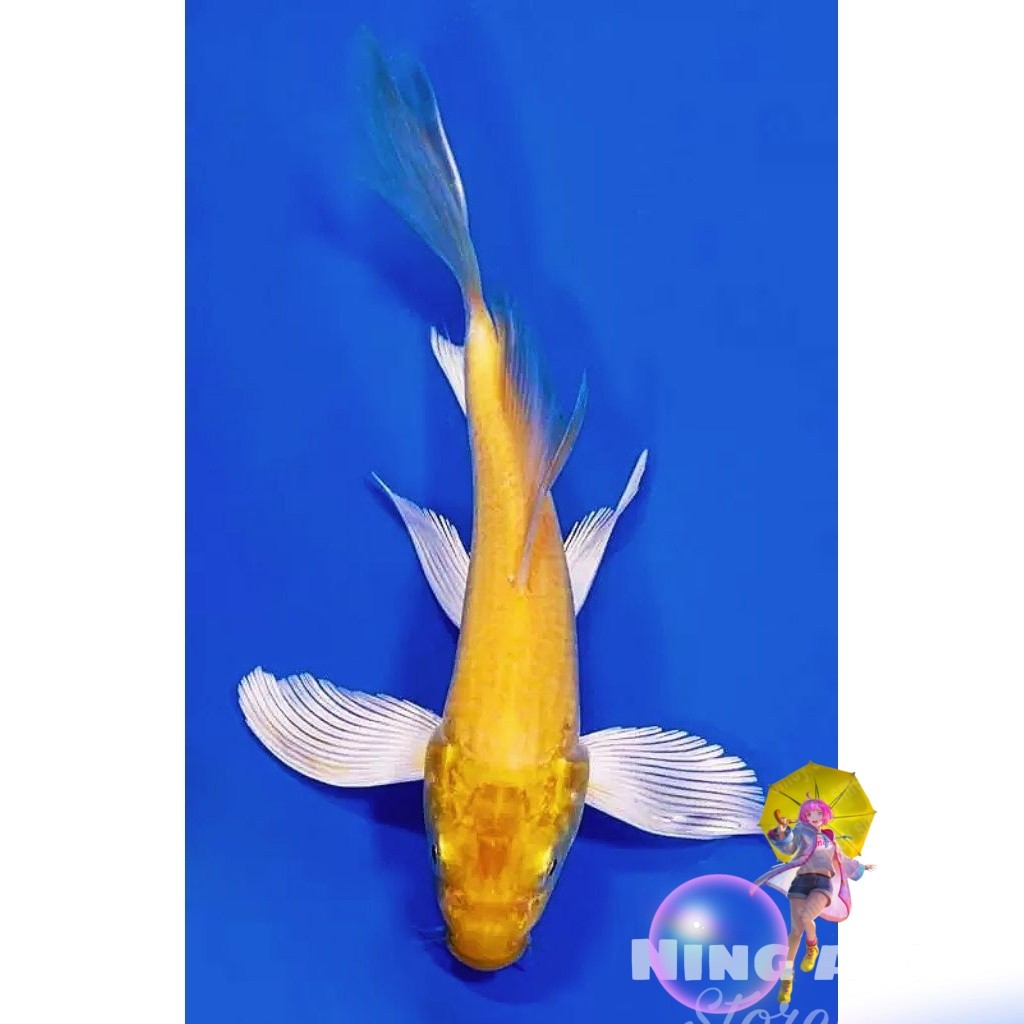 paket 1 ekor koi ogon slayer kumpay 17-20 cm