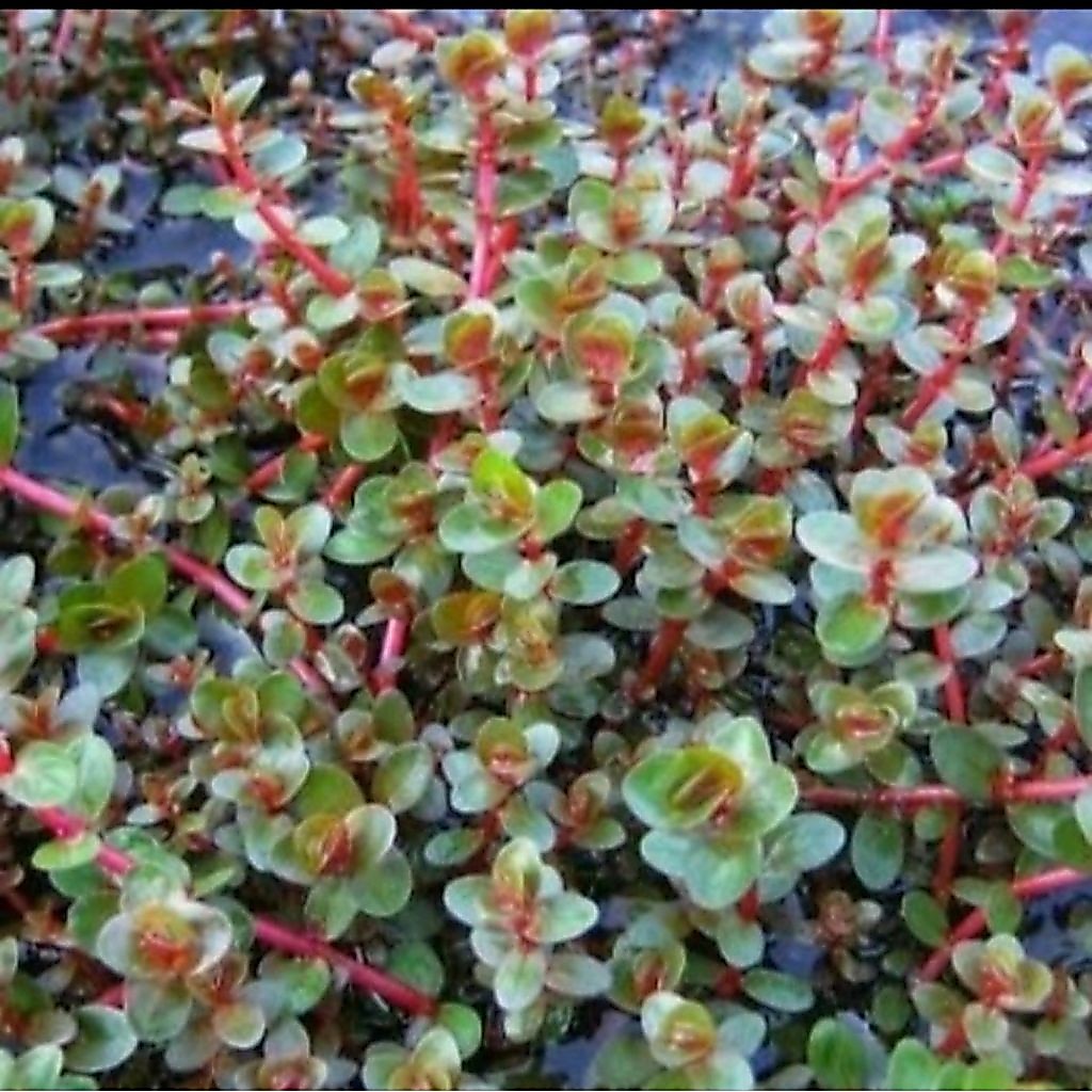 Rotala bloodred