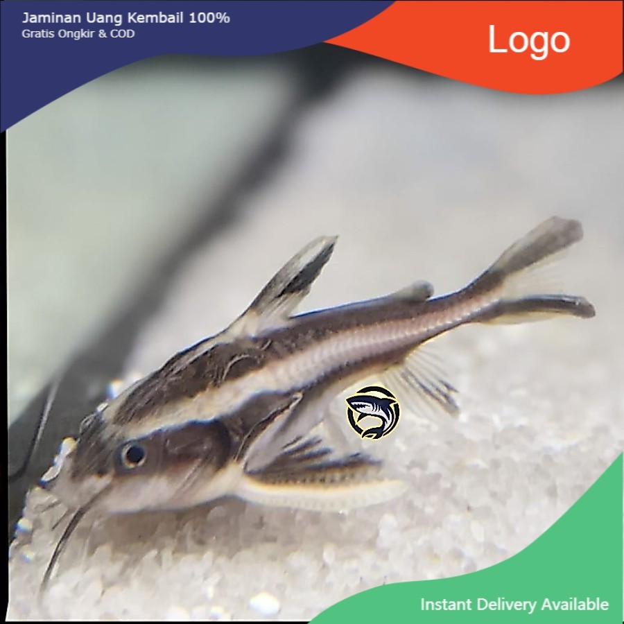 Ikan Hias Platy Doras / Pemakan Lumut / Pemakan Sisa Makanan Ikan Lain