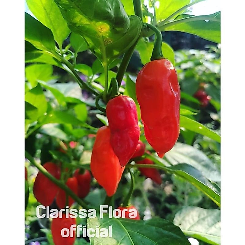 ( BISA COD ) PROMO tanaman cabe rawit gendot / pohon cabe rawit gendot bisa untuk masak