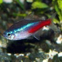 ( O ) PAKET NEON TETRA 80 EKOR