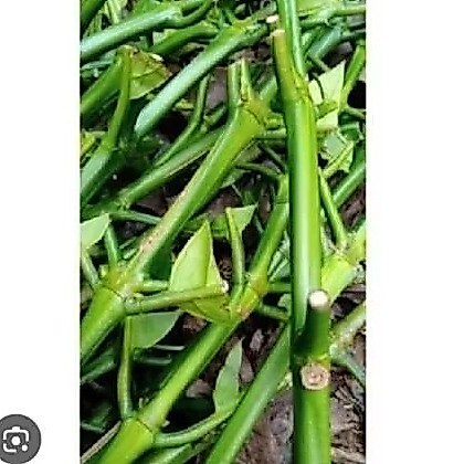 10 PCS BIBIT STEK ENTRES KOPI ROBUSTA PANJANG 4-6 RUAS ASLI KOPI ROBUSTA