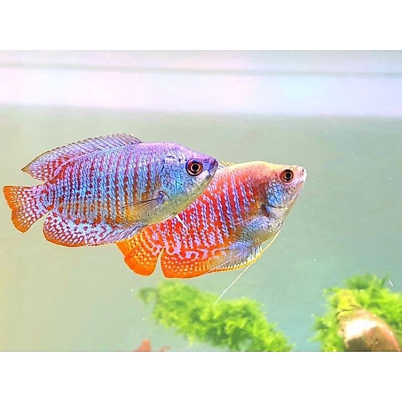 hiasan kolam dwarf gurame gourame gurami sepat alius 3-4 cm