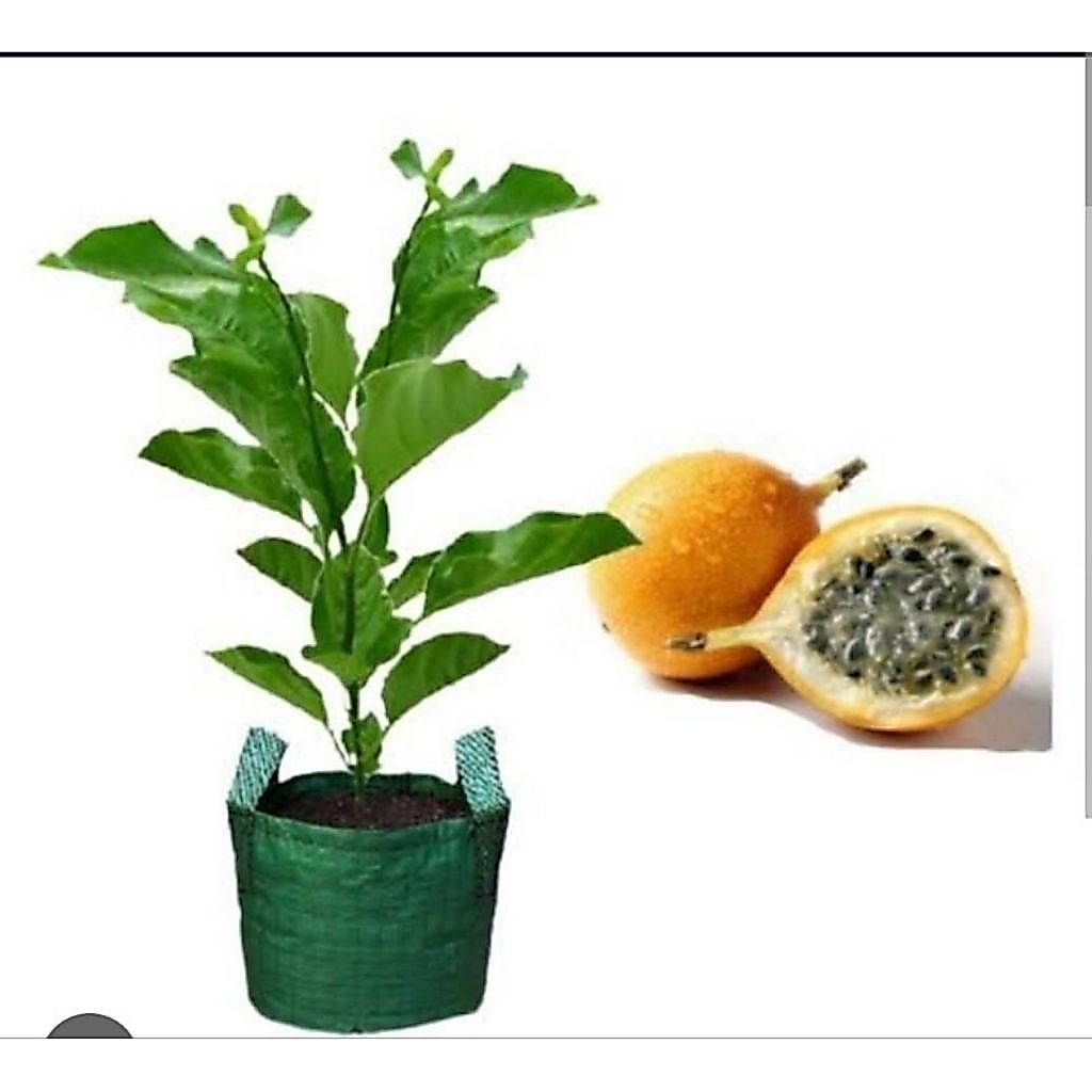Bibit Tanaman Buah Markisa Konyal / Madu Buah Kuning