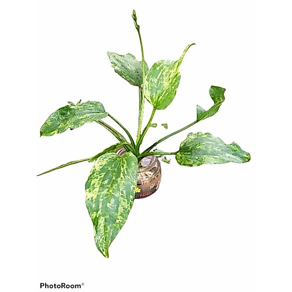 MELATI AIR VARIGATA. TANAMAN HIAS. TANAMAN AIR. ENCHINODORUS MARBLE QUEEN
