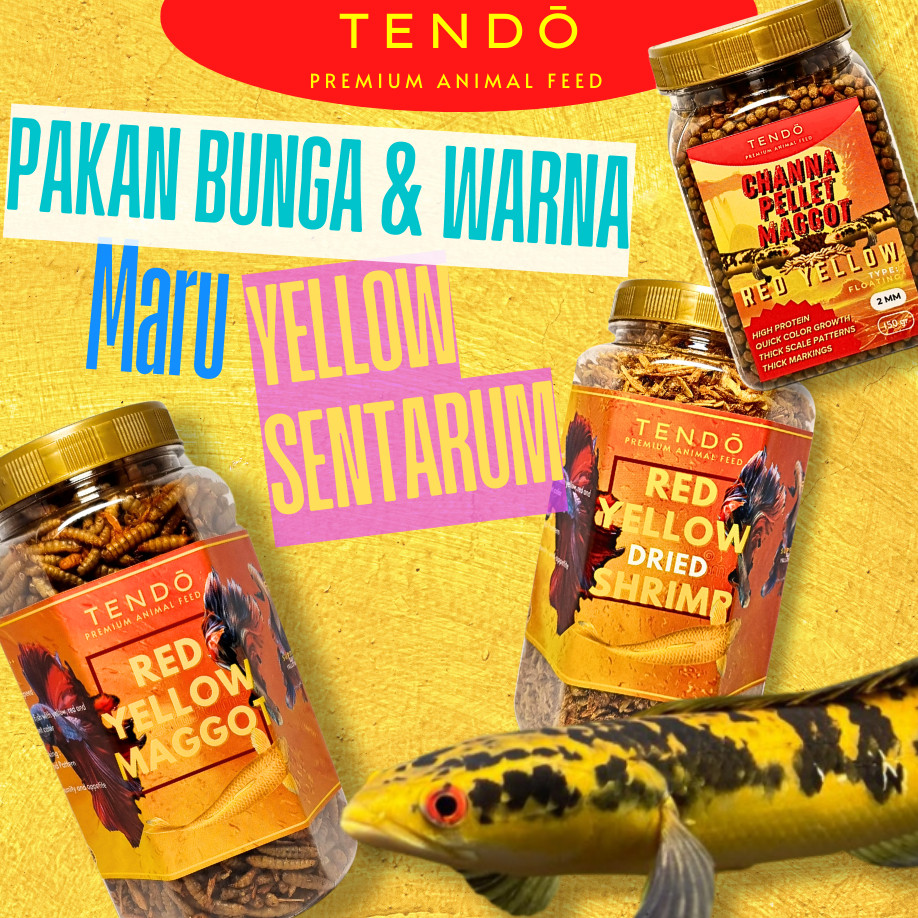 TERLARIS Pakan Channa Maru YS Pelet Maggot Udang Kering Bunga Warna Chana Maru Yellow Sentarum Tendo