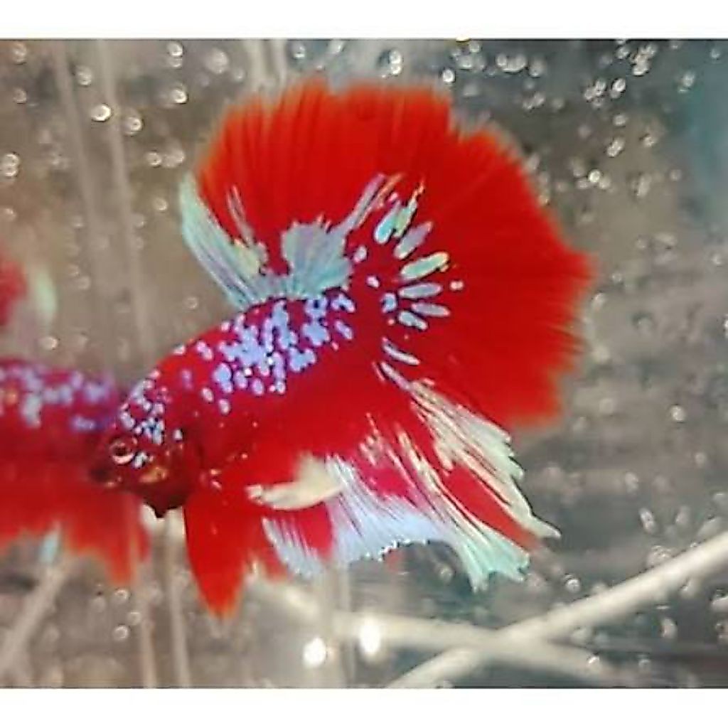 halfmoon red barongsai