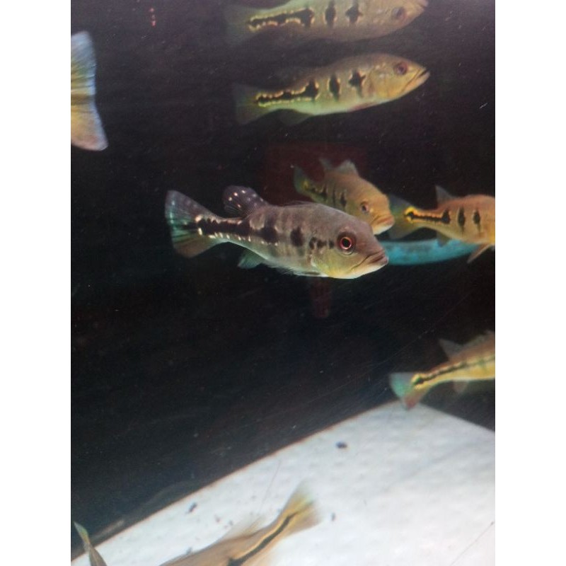 Peacock Bass blue Azul 7 8cm ajul