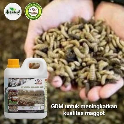 Suplemen Organik GDM untuk budidaya MAGGOT