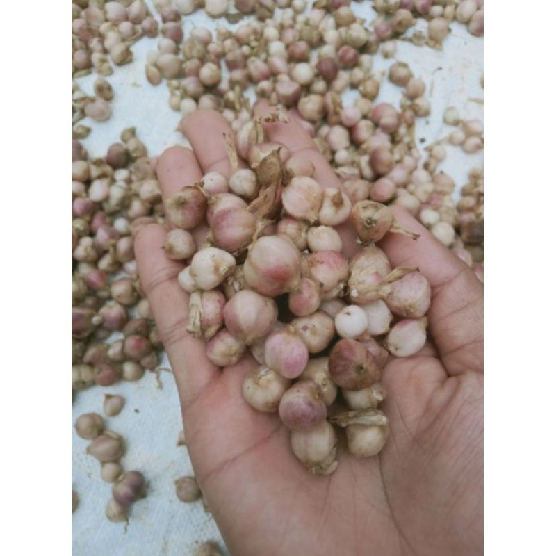 

Kapulaga segar - kapulaga fress pilihan 1kg