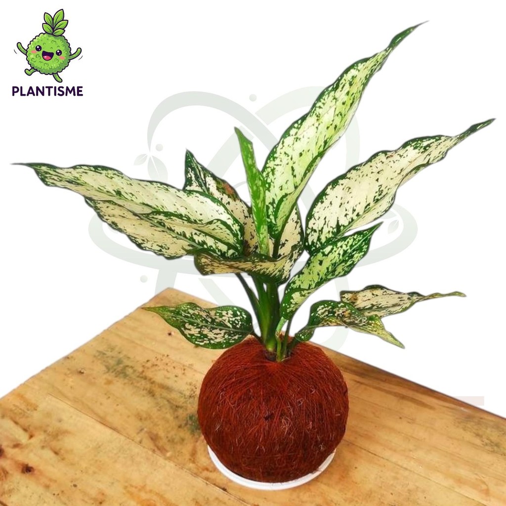 Kokedama – Aglaonema Stardust Aglaonema Stardust Earth Star Tanaman Estetik Dekorasi