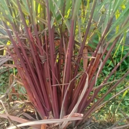 serai merah/serai wangi 1kg