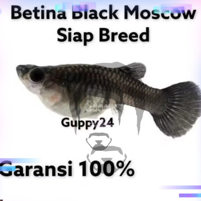 Hiasan Aquarium sarang guppy black Moscow BETINA gendong telur