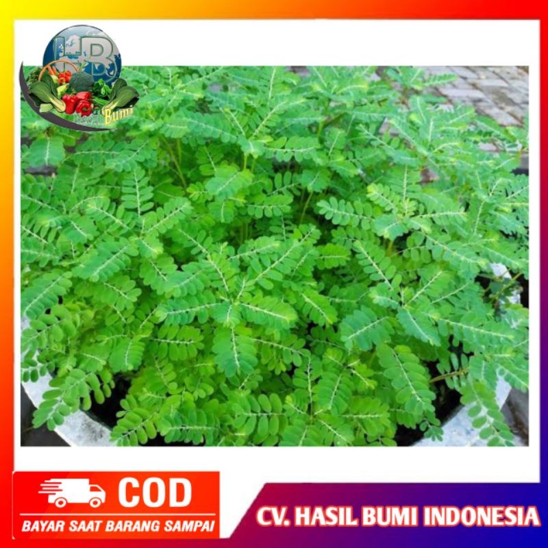 

PROMO !! Daun Meniran 100gram Segar Obat Herbal kaya manfaat Untuk Kesehatan Tubuh T.V.P