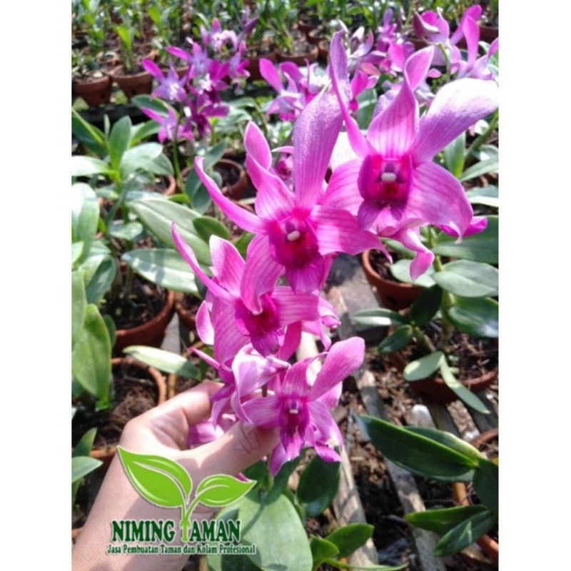 ANGGREK DENDROBIUM SUDAH BERBUNGA//KERITING+POT