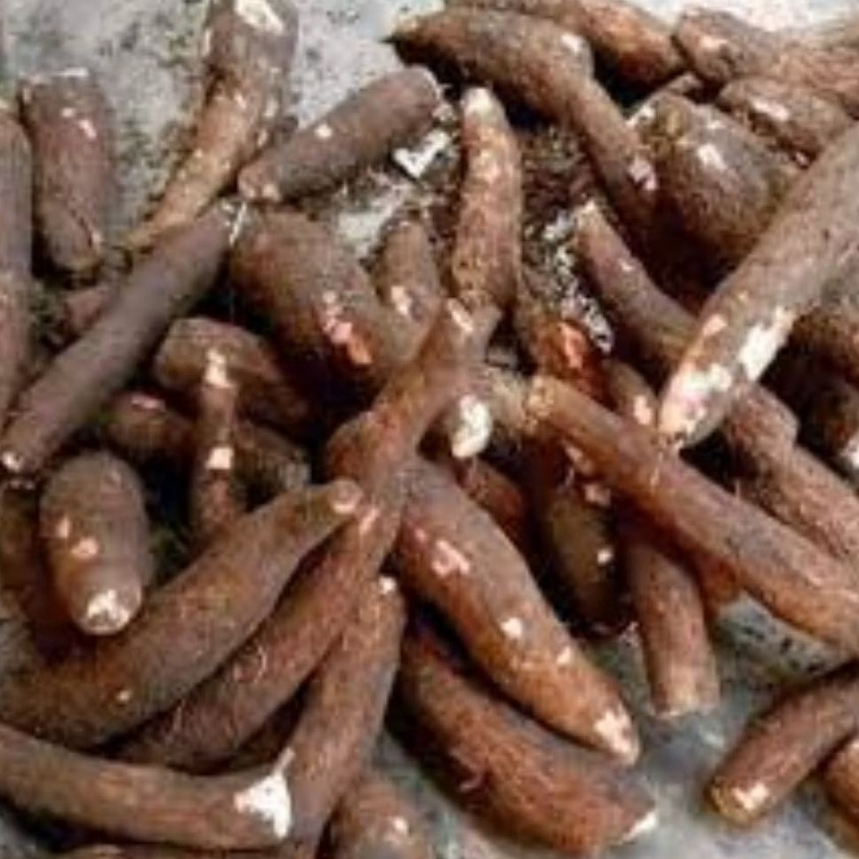 

Buah Singkong Fresh Buah Singkong/Sampe Puleen Per 1Kg