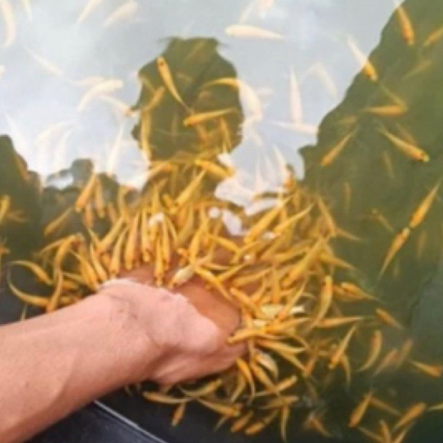 PROMO TERAPI KAKI (PER EKOR)  HIAS NILEM LEMON  GARRA RUFFA / bibit  nilem lemon  terapi