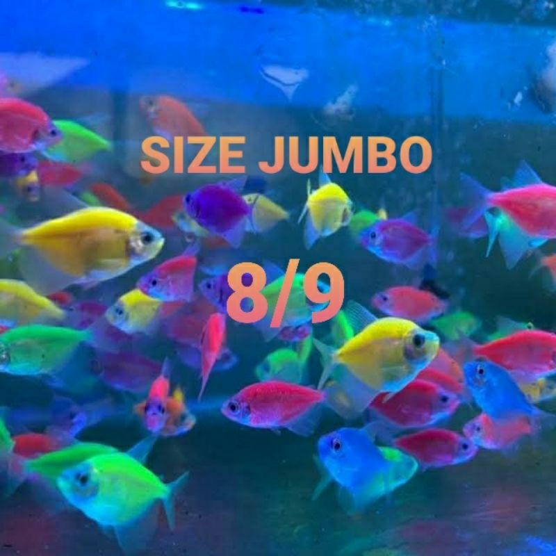 ikan hias fish tetra neon / ikan fish neon tetra / ikan warna warni / ikan hias neon tetra fish PAND