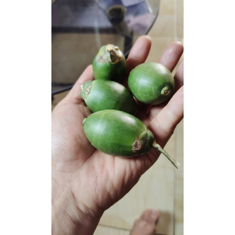 PINANG MUDA / JAMBE MUDA