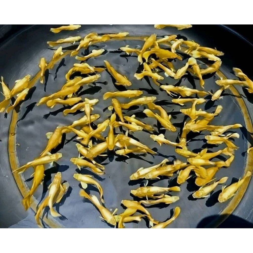 GANCI Guppy Full Gold Platinum Line Vietnam Remaja Sepasang