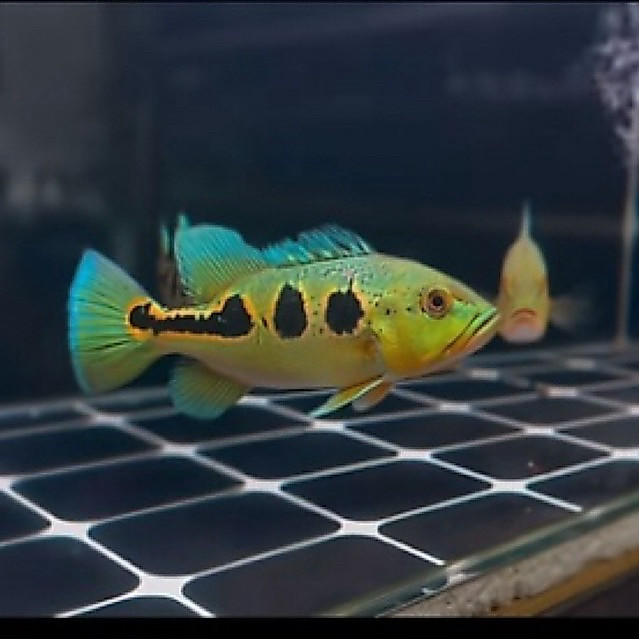Pbass Orinoco