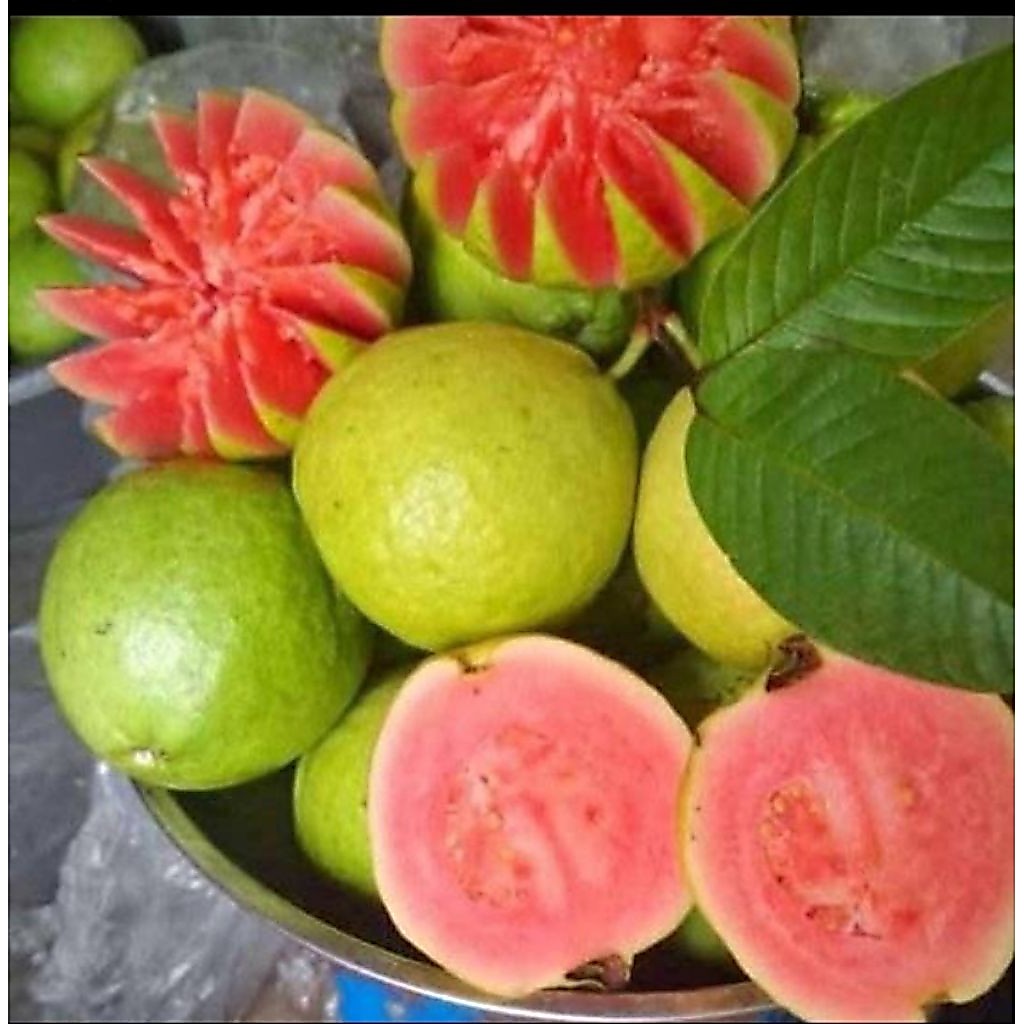 Jambu biji 1kg