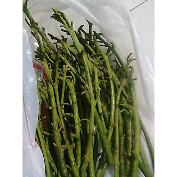 Paket 3 Entres/Cutting Alpukat Markus