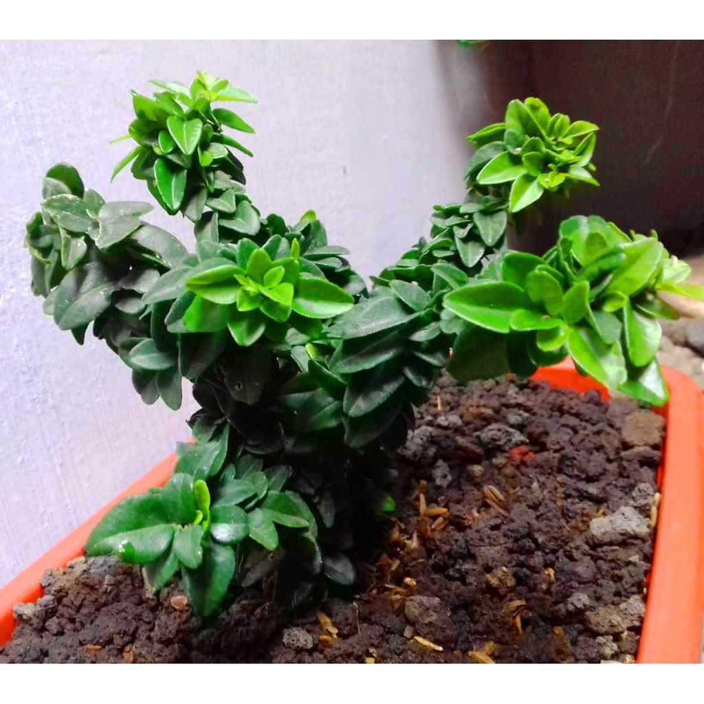Tanaman Bahan Bonsai New Jeruk Kingkit Micro Kompakta Daun Rapat     Berkualitas