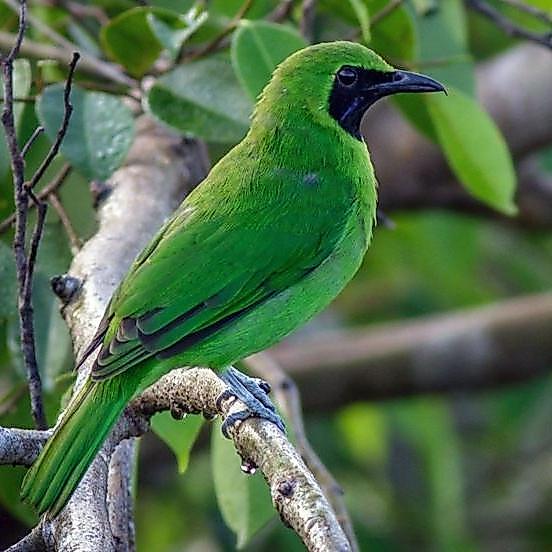 TERBARUUU burung cucak ijo mini pilihan