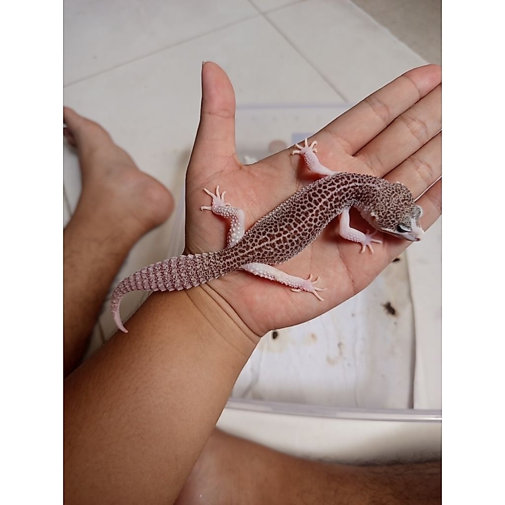 super snow eclipse ph tremper (pied line)
