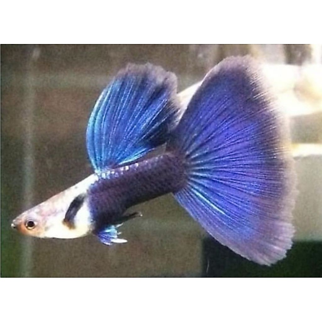 guppy hb blue