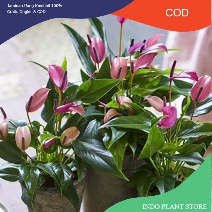 Tanaman hias Anthurium ungu mini / anthurium mickey mouse purple