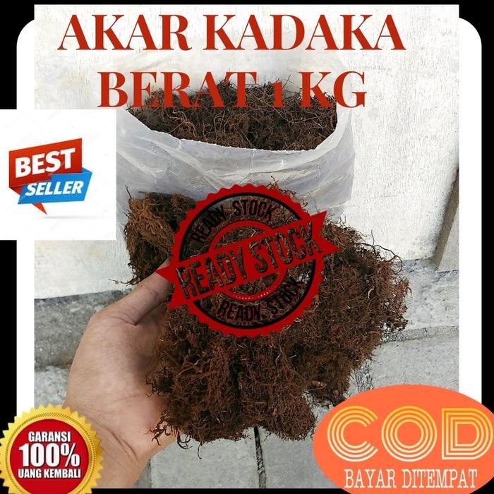 

kadaka moss hitam media tanam anggrek - Hitam