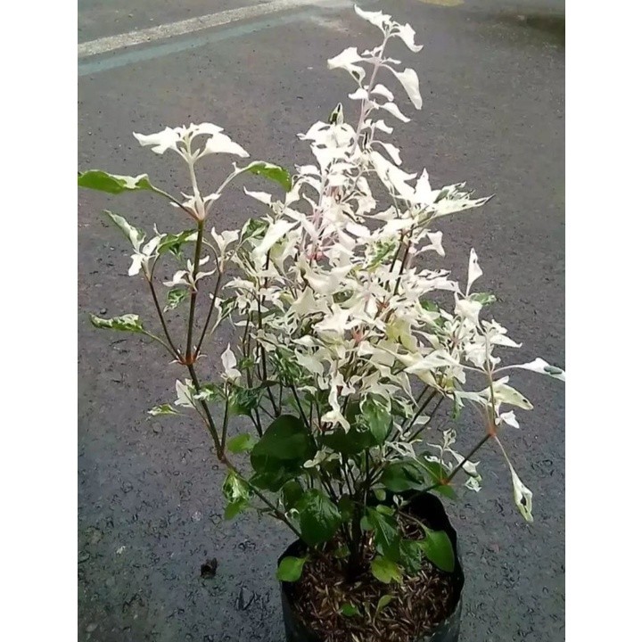 Bunga ANTING PUTRI SALJU - Tanaman Hidup Bunga Hias Anting Putri Salju - Tanaman Bunga Bonsai