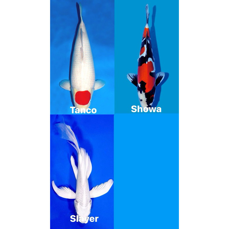 PROMO MURAH PAKET 3 EKOR IKAN KOI SIZE 20-25CM  BLITAR GRADE A