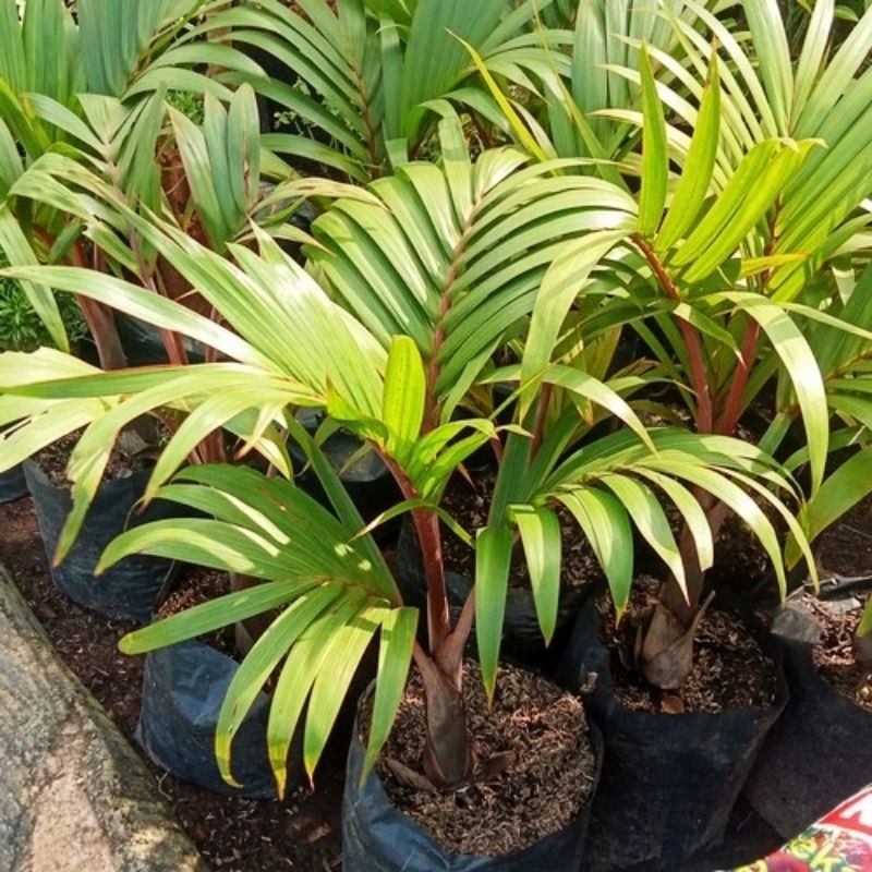 bibit palem merah/pohon palem merah/palm merah/palem botol
