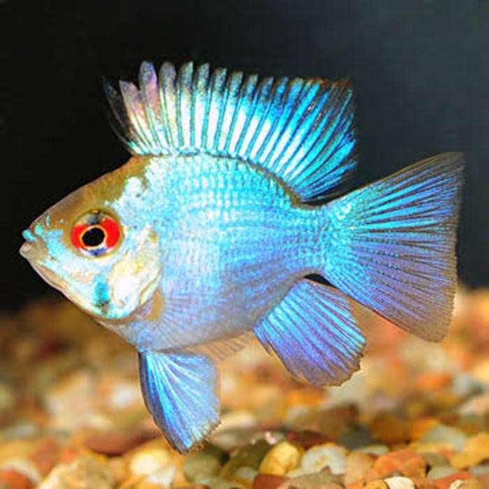 Ikan Hias Aquascape " Ramirezi Blue Electric " Size XL
