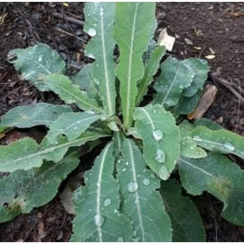 

Promo COD Daun tempuyung segar 500 gram fresh ..