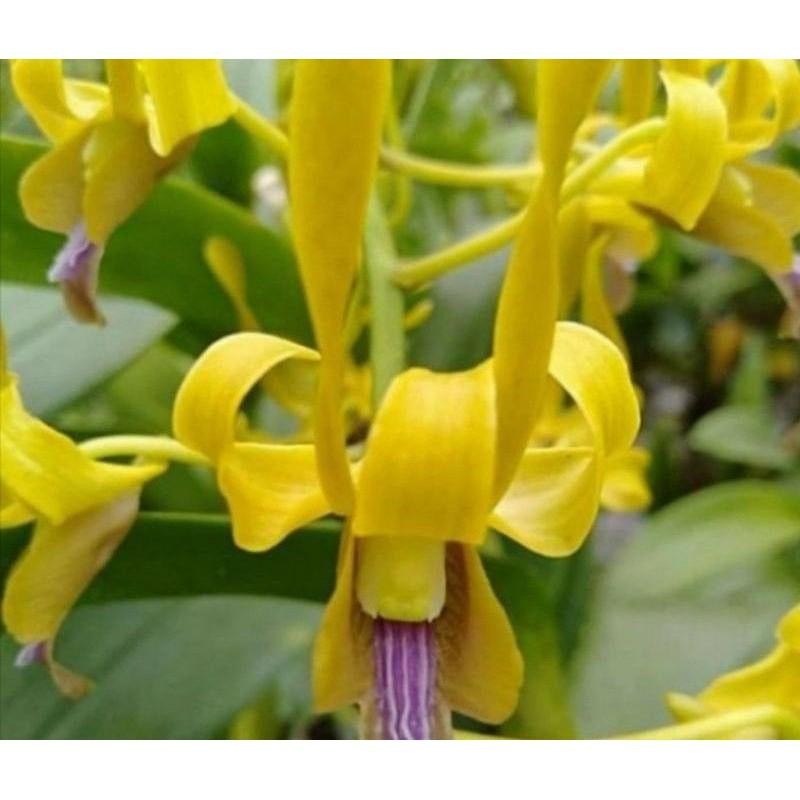 ANGGREK DENDROBIUM KERITING KUNING SUDAH SPIKE/KNOP