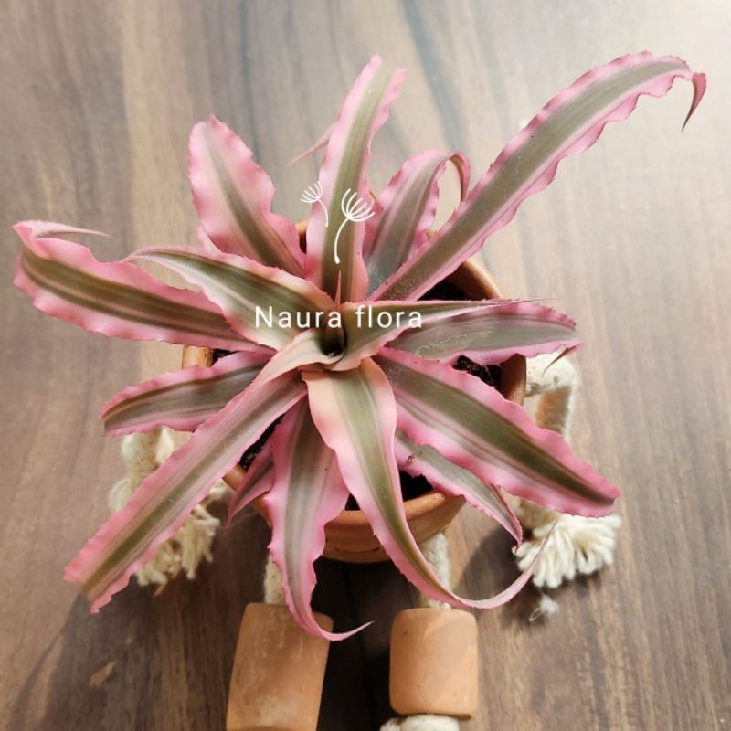 Tanaman hias cryptanthus pink - Bromelia cryptanthus pink
