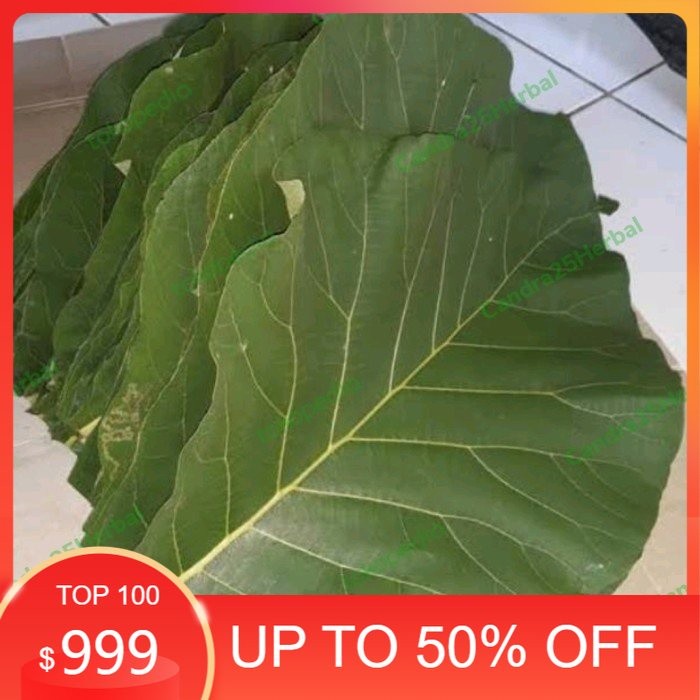 [COD] Daun jati jawa segar sangat cocok untuk bungkus makanan gudeg 1 lembar [JUALHASILALAM]