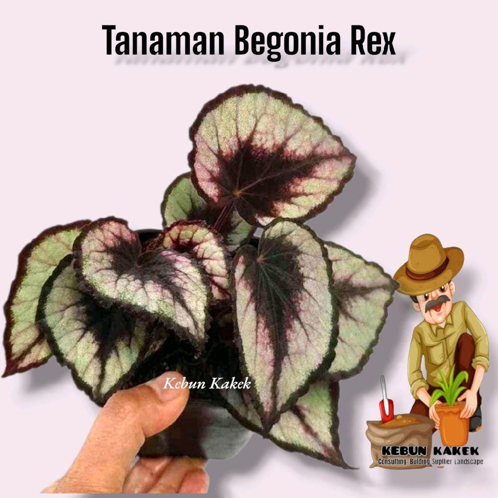 Tanaman Hias Begonia Rex / Tanaman Hias Hidup Begonia Rex / Bibit Begonia