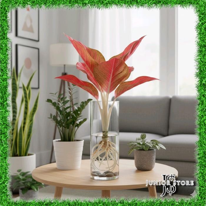 Bonggol Bibit Aglonema Goliath Merah