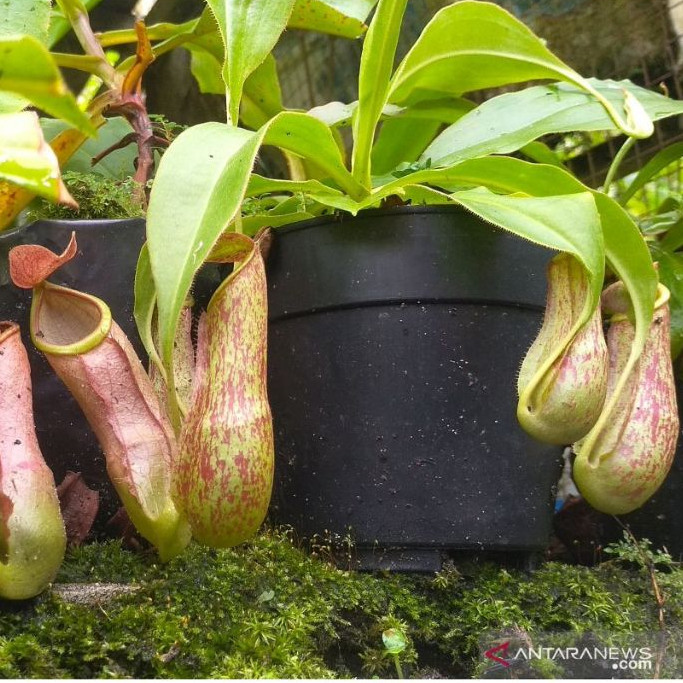 Nepenthes Kantong Semar Tanaman Hias Hidup Langka