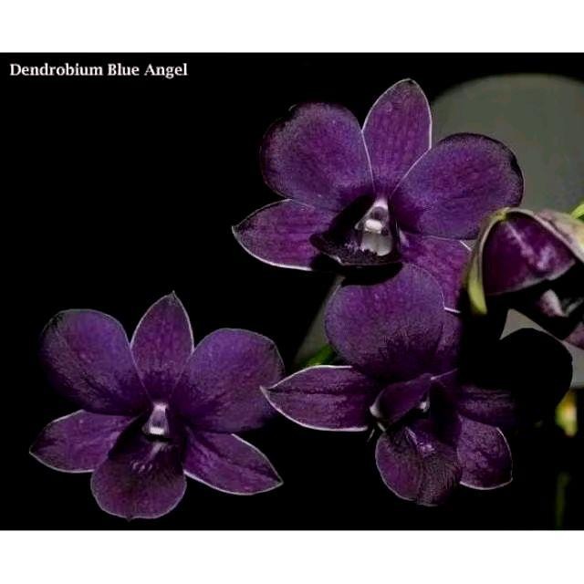 tanaman bunga anggrek dendrobium blue angel anggrek dendrobium ready