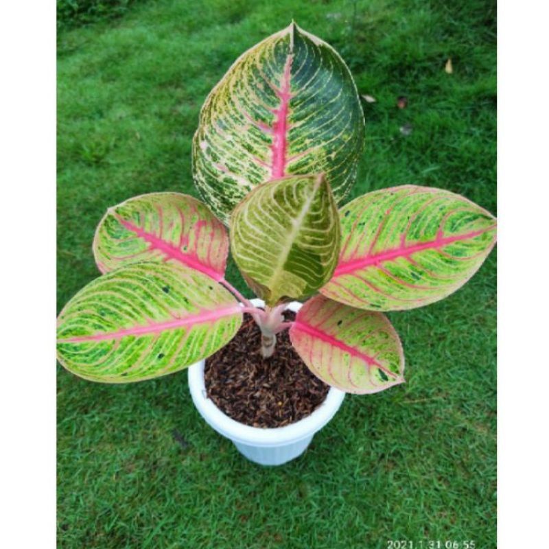 AGLONEMA GOLIATH INDUKAN