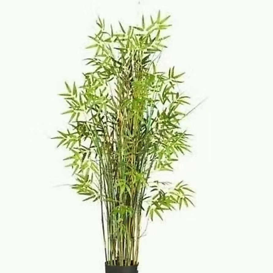Tanaman bambu jepang ( kuning )